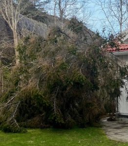 Läs mer om artikeln Efter stormen – Gör så här